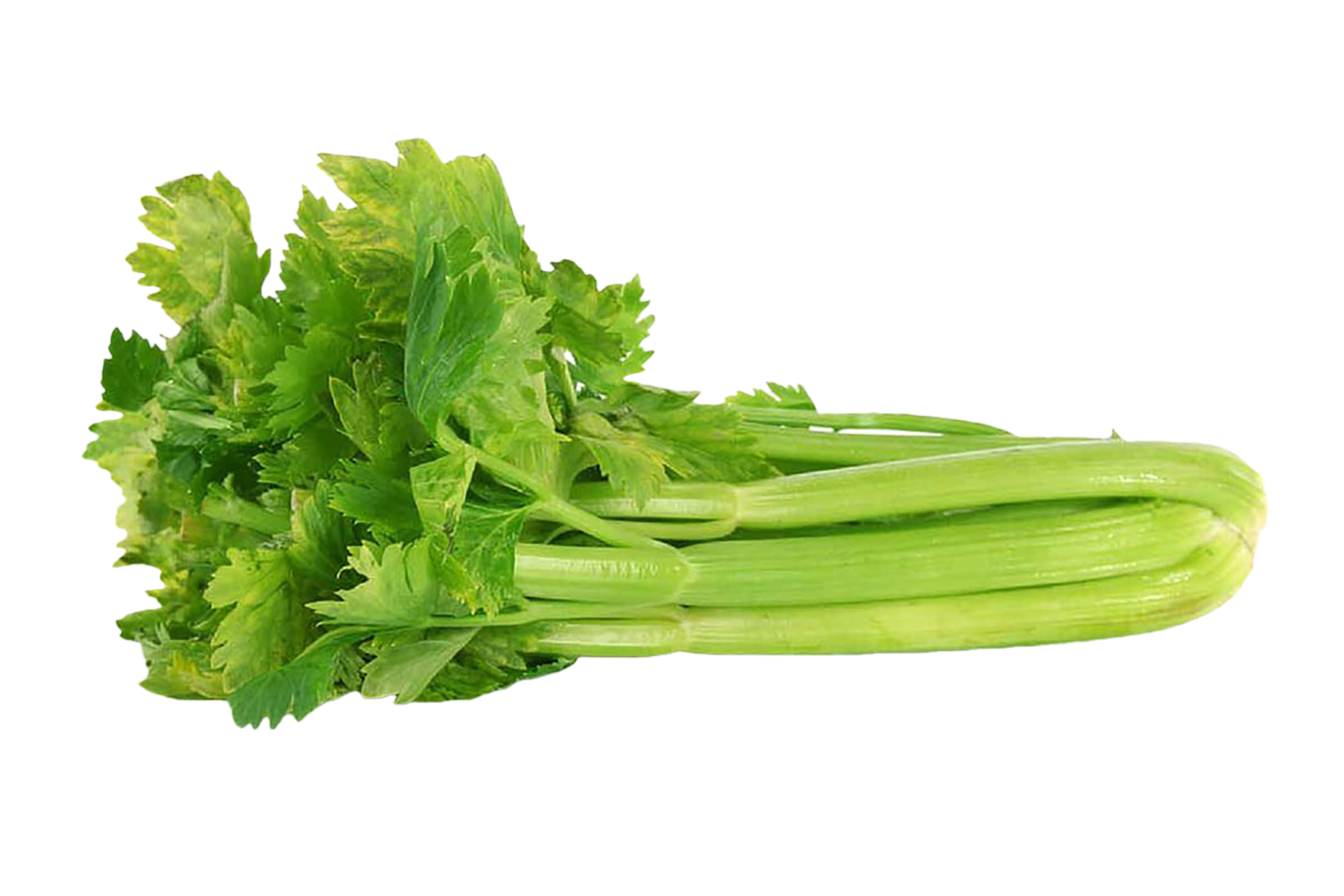 benefits of celery extract